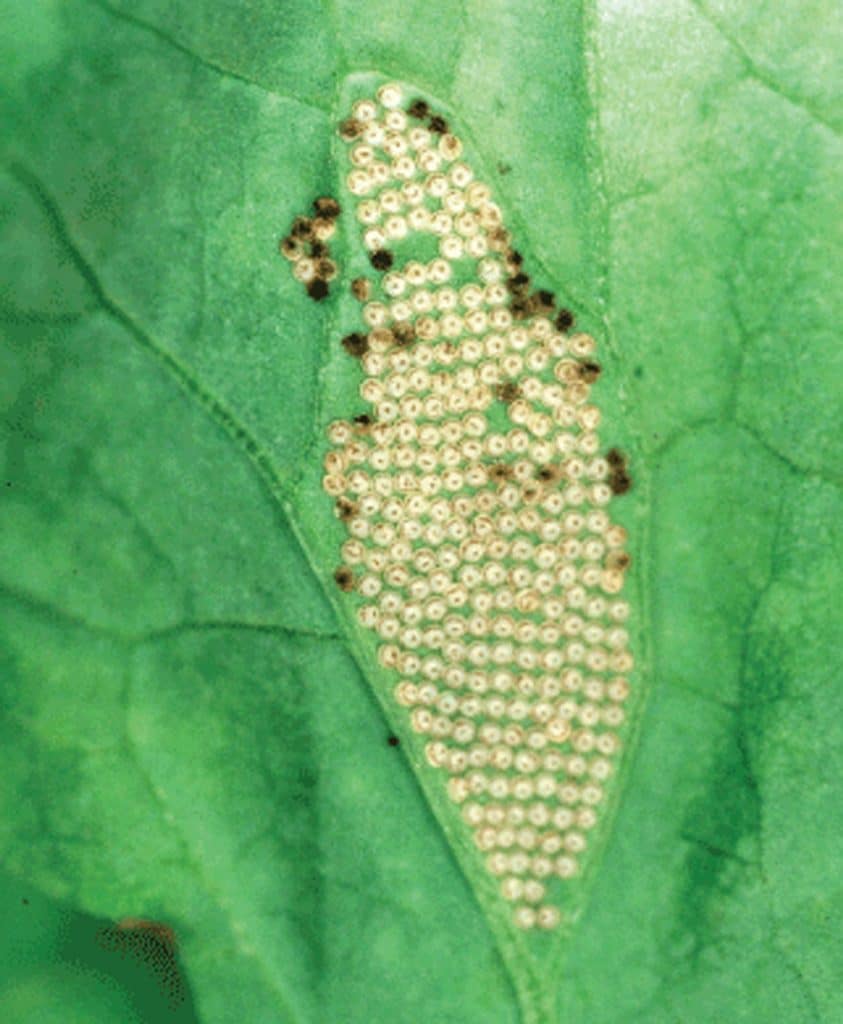 Bertha armyworm eggs