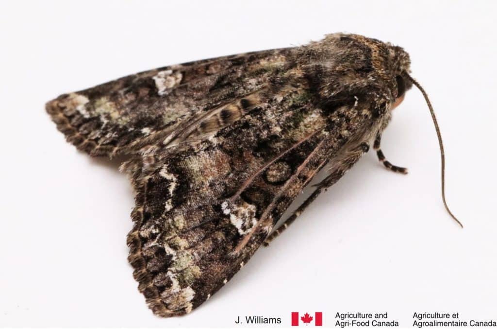 Adult bertha armyworm moth