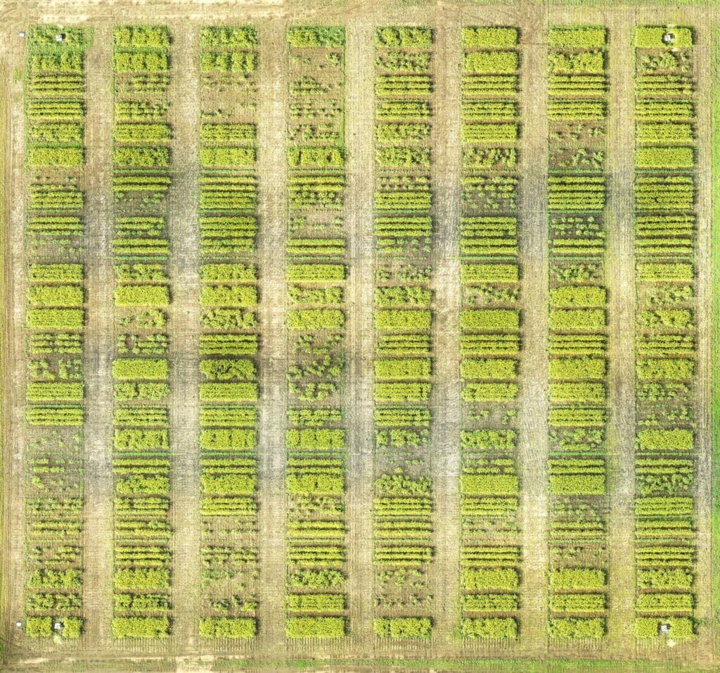 Canola plot research on row spacing and seeding rates (drone photo)